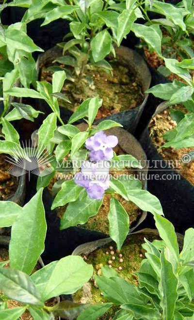 Brunfelsia calycina